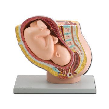 Modello pelvico + feto - 1x - 1 pz.