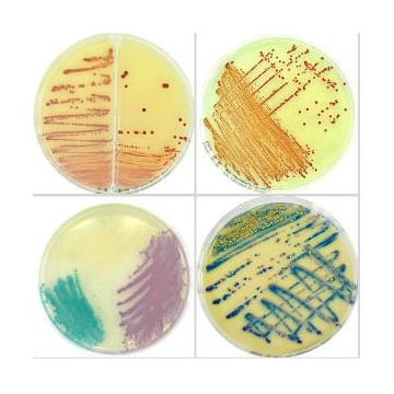 Chromatic Salmonella conf.20 piastre da 90 mm