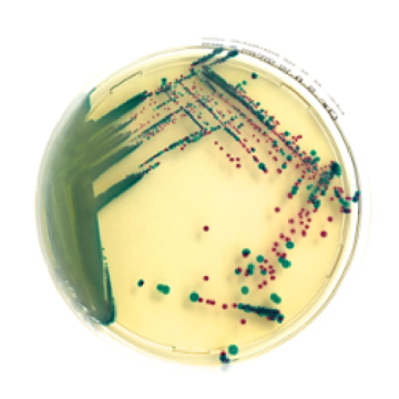 Chromatic Staph Aureus - Conf.20 pz.