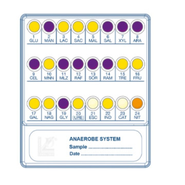 Sistema per l’identificazione dei microrganismi anaerobi Anaerobe System 4 test